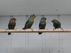 4 Jonge roodkop papegaai amadines, Geslacht onbekend, Geringd