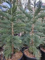 Sequoiadendron giganteum "Glaucum" / blauwe mammoetboom, Bloeit niet, Zuilboom, 400 cm of meer, Ophalen