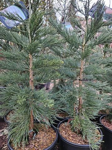 Sequoiadendron giganteum "Glaucum" / blauwe mammoetboom beschikbaar voor biedingen