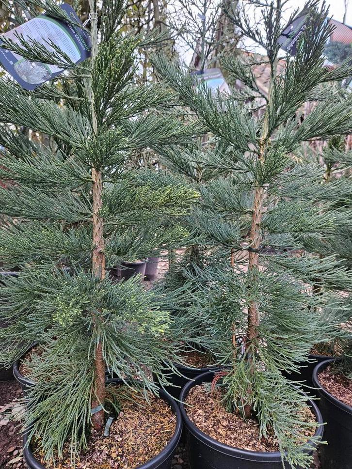 Sequoiadendron giganteum "Glaucum" / blauwe mammoetboom, Tuin en Terras, Planten | Bomen, Zuilboom, 400 cm of meer, Volle zon
