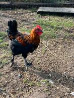 Raszuivere Marans haan 17-4-2025, Mannelijk, Kip