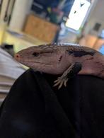 Blauwtongskink volwassen, Hagedis, Tam, 0 tot 2 jaar