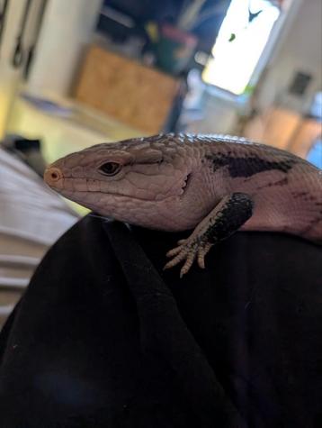 Blauwtongskink volwassen beschikbaar voor biedingen