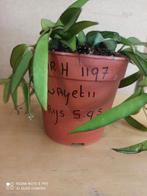 hoya Wayetii in gratis hangpot nummer H1197, Huis en Inrichting, Kamerplanten, Ophalen of Verzenden, Overige soorten, Minder dan 100 cm