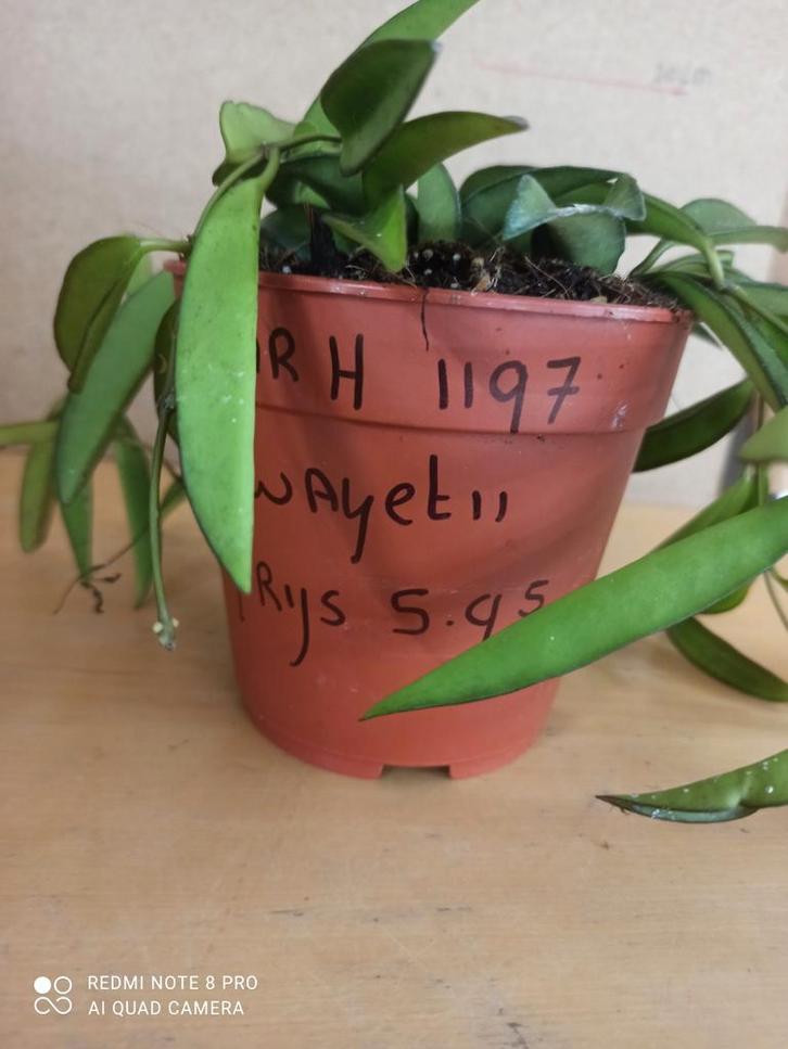 hoya Wayetii in gratis hangpot nummer H1197, Huis en Inrichting, Kamerplanten, Overige soorten, Minder dan 100 cm, Ophalen of Verzenden