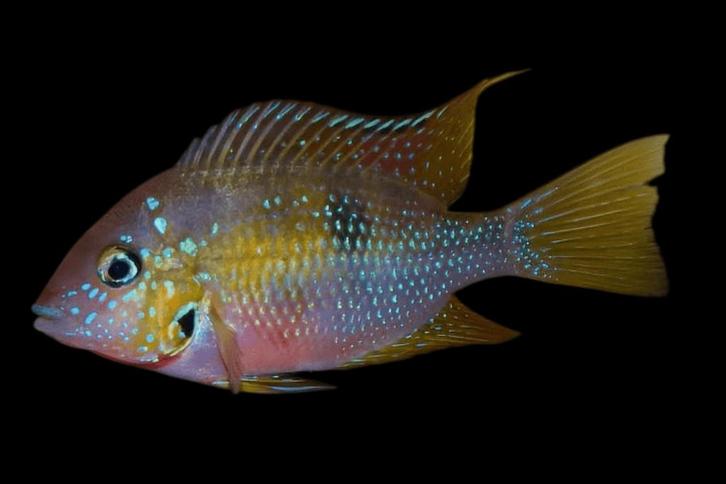 Midden Amerikaanse Cichliden: Thorichthys helleri "Chacamax", Dieren en Toebehoren, Vissen | Aquariumvissen, Zoetwatervis, Vis