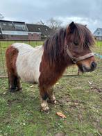 Kleine shetlander hengst, Ophalen, Zo goed als nieuw, Paard, Overige typen