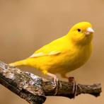 Kanarie poppen gezocht., Dieren en Toebehoren, Vogels | Kanaries