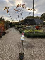 Prunus avium 'Donissens Gelbe' - Zoete Kersenboom, Overige soorten, Lente, 100 tot 250 cm, Ophalen