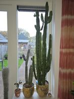Cactus, Ophalen of Verzenden, Cactus, Volle zon, 150 tot 200 cm