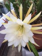epiphyllum cactus apollo gewortelde stekken, Minder dan 100 cm, Bloeiende kamerplant, Halfschaduw, Ophalen of Verzenden