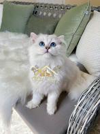 Zeldzame British Longhair Kitten –Kampioenslijn, Blauwe Ogen, Dieren en Toebehoren, Katten en Kittens | Raskatten | Langhaar, Kater