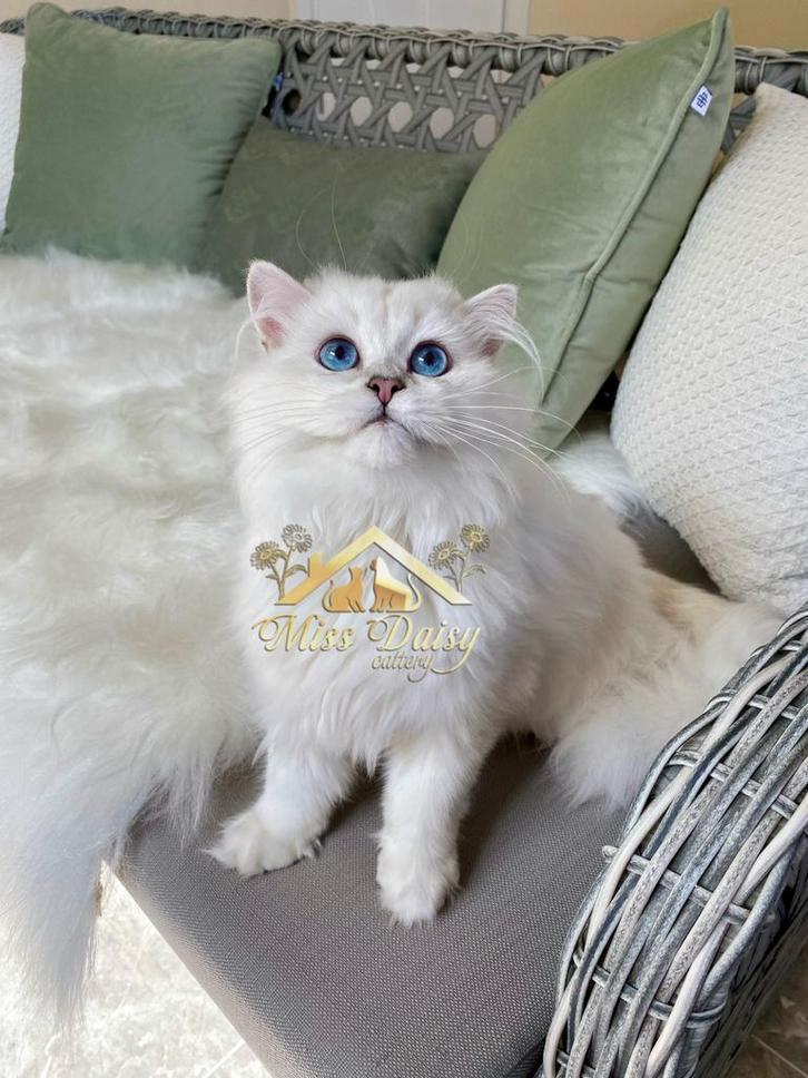 Zeldzame British Longhair Kitten –Kampioenslijn, Blauwe Ogen, Dieren en Toebehoren, Katten en Kittens | Raskatten | Langhaar, Kater