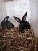 Vlaamse reuzen, Dieren en Toebehoren, Meerdere dieren, Groot, 0 tot 2 jaar