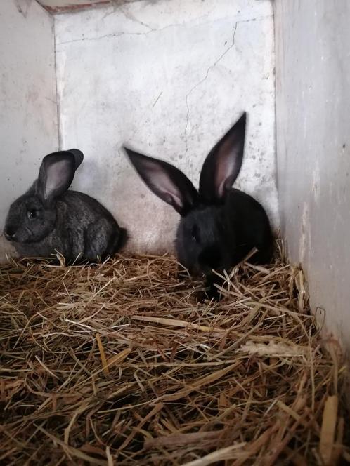 Vlaamse reuzen, Dieren en Toebehoren, Konijnen, Groot, Meerdere dieren, 0 tot 2 jaar