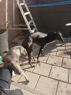 Raszuivere whipet pups verwacht..., 8 tot 15 weken, Meerdere, Meerdere dieren, Nederland
