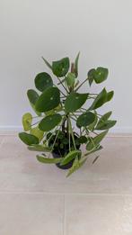 Pannenkoekenplant, Huis en Inrichting, Kamerplanten, Ophalen, Overige soorten, Minder dan 100 cm