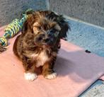 Maltipoo, Dieren en Toebehoren, Honden | Chihuahua's en Gezelschapshonden, Overige rassen, 8 tot 15 weken, Meerdere, Meerdere dieren