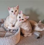 Brits korthaar kittens met stamboom! ( britse korthaar), Dieren en Toebehoren, Katten en Kittens | Raskatten | Korthaar, Kater