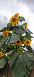 Zonnebloem zaden oogst augustus en september 2025, Ophalen of Verzenden, Voorjaar, Volle zon, Zaad