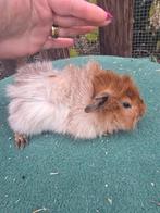 Cavia beertje, Dieren en Toebehoren, Knaagdieren, November, Mannelijk, Cavia