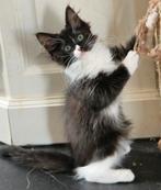 Nog 2 prachtige ragdoll poesjes met stamboom (geteste Ouders, Dieren en Toebehoren, Meerdere dieren, Gechipt