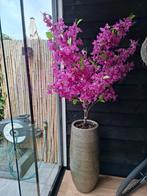 Bougainville boom paarse 145cm hoog, Ophalen, Zo goed als nieuw