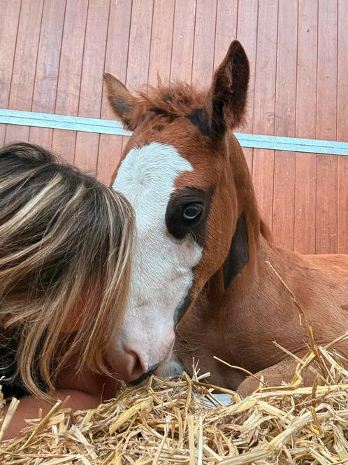 Stalhulp gezocht bij OK Farm Reiners!, Diensten en Vakmensen, Dieren | Paarden | Verzorging, Oppas en Les