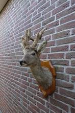 Prachtige opgezette herten/reekop met mooi gewei, Verzamelen, Dierenverzamelingen, Ophalen of Verzenden, Nieuw, Hert, Opgezet dier