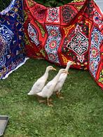 Indische loopeend kuikens, Dieren en Toebehoren, Geslacht onbekend, Eend