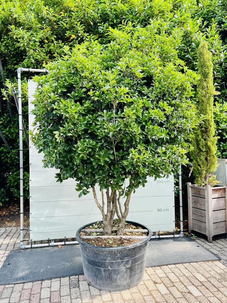 Osmanthus Aquifolium - Schijnhulst, Tuin en Terras, Planten | Bomen, Overige soorten, 250 tot 400 cm, Halfschaduw, Lente, In pot