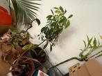 Huiskamerplanten variegata, pink princess en meer, Ophalen, Overige soorten, Halfschaduw, In pot