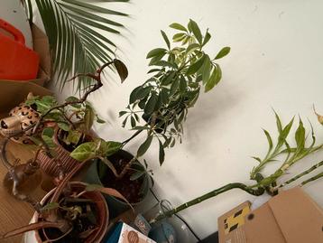 Huiskamerplanten variegata, pink princess en meer beschikbaar voor biedingen