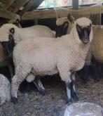 Clun forest ramlammeren, Dieren en Toebehoren, Schapen, Geiten en Varkens, Mannelijk, Schaap
