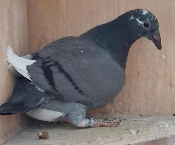 Postduif. Geringd 2025 & eigendomsbewijs. 26 dagen., Dieren en Toebehoren, Vogels | Duiven, Postduif, Geslacht onbekend