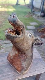 Opgezet wild zwijn, Ophalen, Gebruikt, Wild dier, Opgezet dier