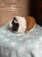 3 kleur zeugje cavia, Dieren en Toebehoren, Vrouwelijk, Cavia, Voor 1 juli 2024, Tam