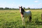 Bonte merrie en jaarling hengst, Merrie, C pony (1.27m tot 1.37m), Recreatiepony, 3 tot 6 jaar