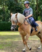 Lieve haflinger merrie, Merrie, Gechipt, Niet van toepassing, 11 jaar of ouder