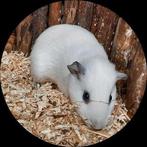 Jonge cavia's, Dieren en Toebehoren, Knaagdieren, September, Mannelijk, Cavia