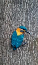 IJSVOGEL - THE BEAUTY, Ophalen of Verzenden, Nieuw