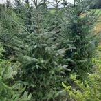 Kerstbomen te koop, Bloeit niet, Overige soorten, Minder dan 100 cm, Ophalen