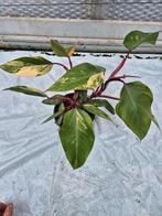 Philodendron Strawberry Shake, Overige soorten, In pot, Minder dan 100 cm, Groene kamerplant