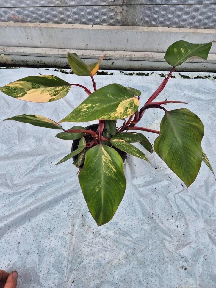 Philodendron Strawberry Shake, Huis en Inrichting, Kamerplanten, Overige soorten, Minder dan 100 cm, Groene kamerplant, Halfschaduw