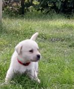 Superschattig blond (wit) labrador teefje, 8 tot 15 weken, Teef, Labrador retriever, CDV (hondenziekte)