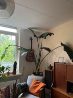 Paradijsvogel plant, Ophalen of Verzenden, Overige soorten, Minder dan 100 cm