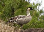 Hawaï gans vrouw, Vrouwelijk, Gans of Zwaan