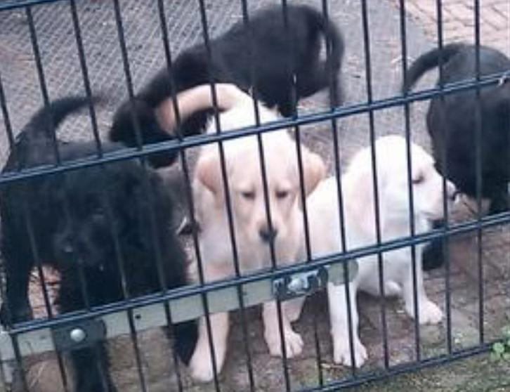 Labrador labradoodle pups, Dieren en Toebehoren, Honden | Niet-rashonden, Groot, Meerdere dieren, Fokker | Hobbymatig, Meerdere