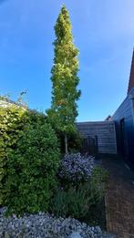 Amerikaanse amberboom, Tuin en Terras, Planten | Bomen, Bloeit niet, Overige soorten, 400 cm of meer, Ophalen
