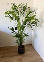 Palm kamerplant, Huis en Inrichting, Kamerplanten, Ophalen of Verzenden, Overige soorten